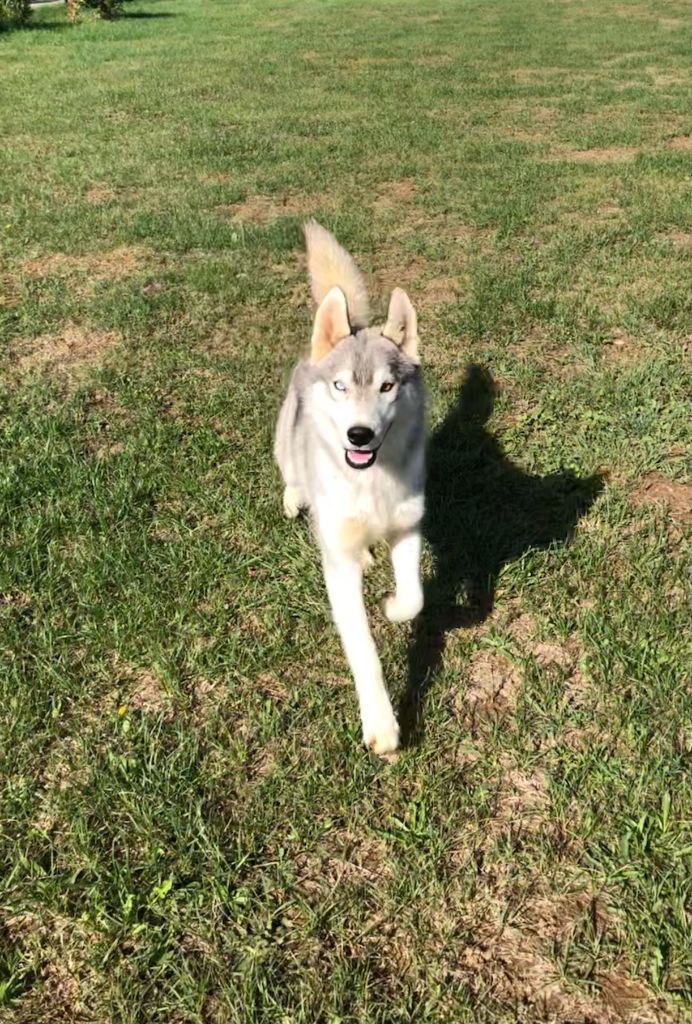 Bcbg Belle Carrure Belle Gueule - Chiots disponibles - Siberian Husky