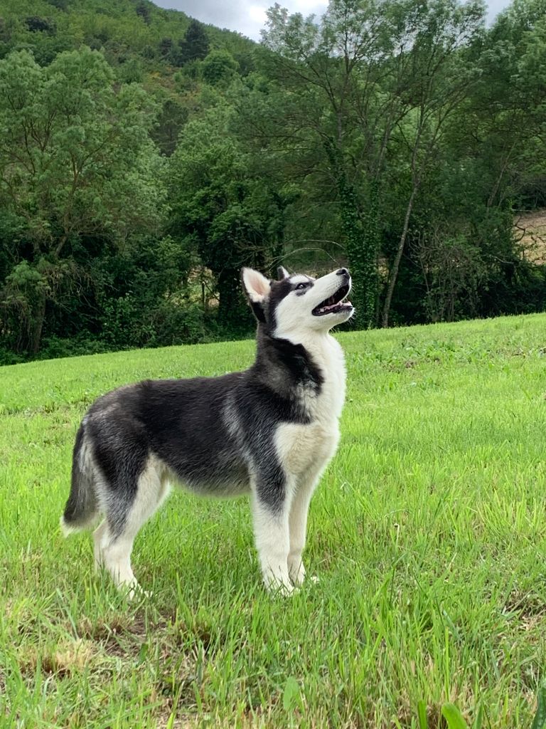 Bcbg Belle Carrure Belle Gueule - Siberian Husky - Portée née le 07/01/2020