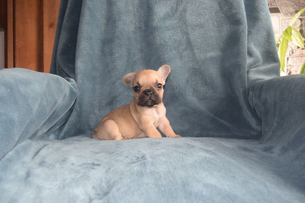 Bcbg Belle Carrure Belle Gueule - Chiots disponibles - Bouledogue français