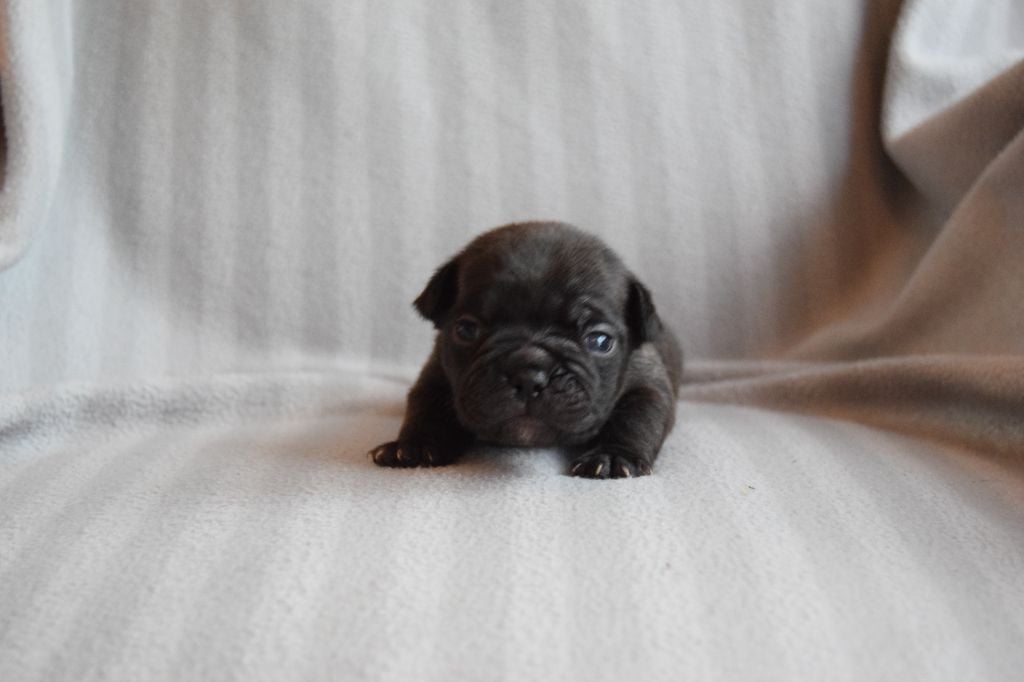 Bcbg Belle Carrure Belle Gueule - Chiots disponibles - Bouledogue français