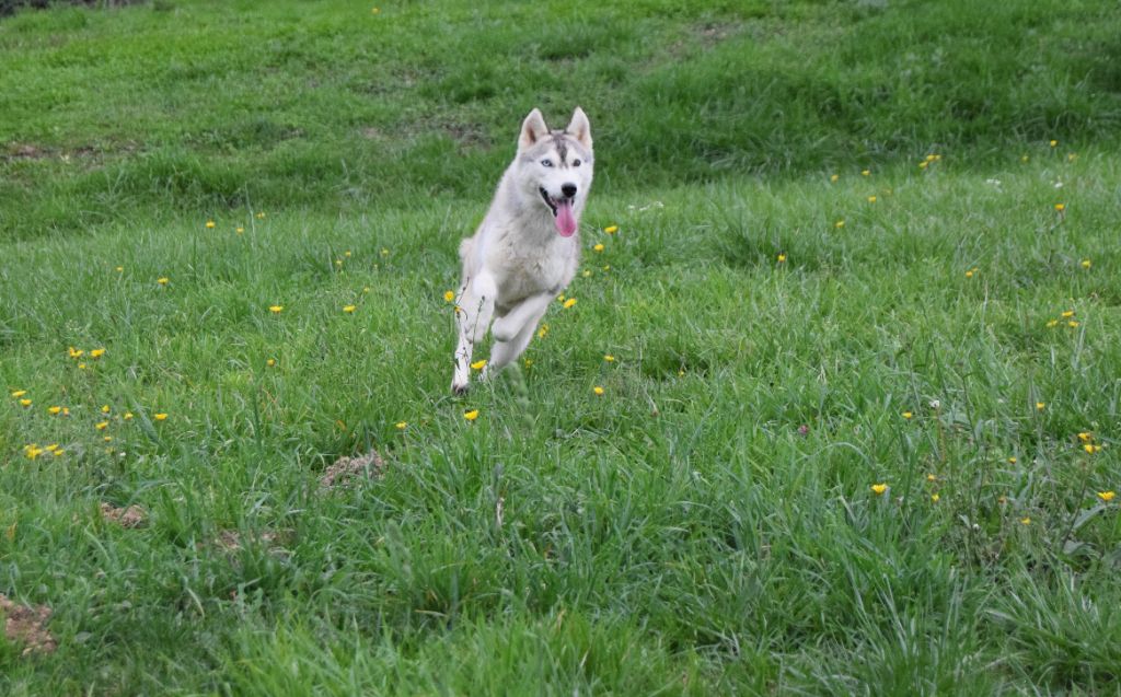 Chiot Siberian Husky Bcbg Belle Carrure Belle Gueule