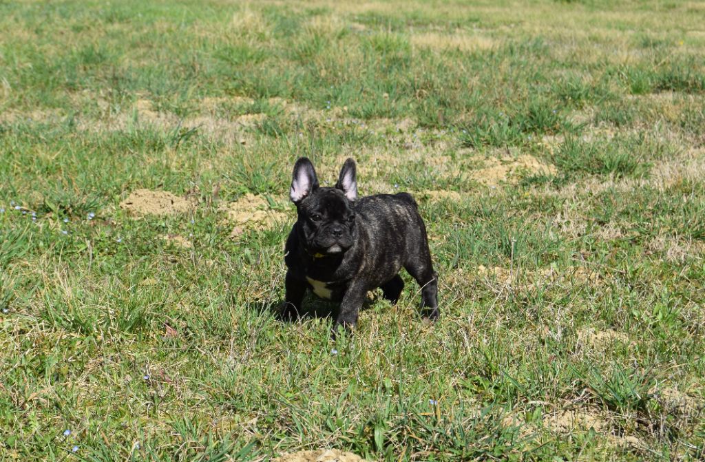 Chiot Bouledogue français Bcbg Belle Carrure Belle Gueule