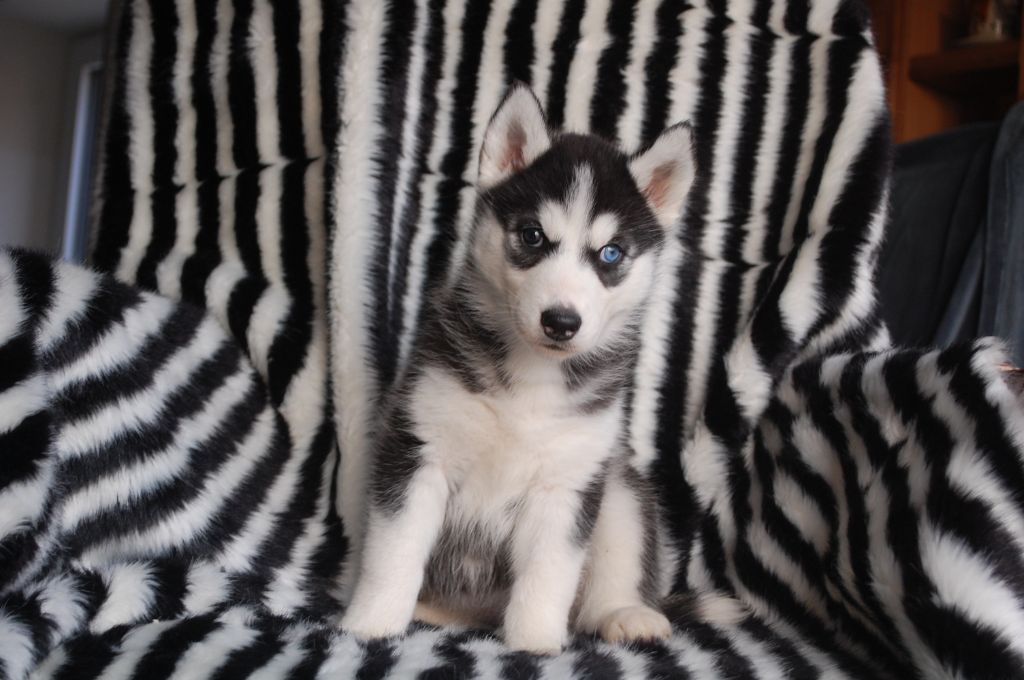 Bcbg Belle Carrure Belle Gueule - Siberian Husky - Portée née le 15/10/2020