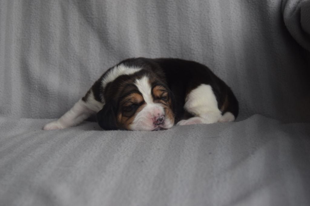 Bcbg Belle Carrure Belle Gueule - Chiots disponibles - Beagle